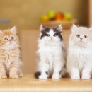 신탄진동물병원 이미지