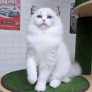 매료 돌스(MAELYO DOLLS) 이미지