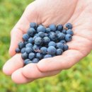 정금농장 이미지