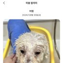제이 애견 미용 이미지
