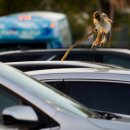 gc-camera-010 이미지