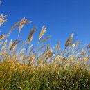 은빛추억 이미지