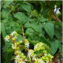 산들바람 이미지