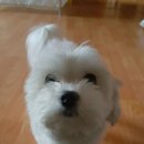 솜솜이네 이미지