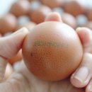 안일농장 이미지