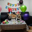 펫비스트로 이미지