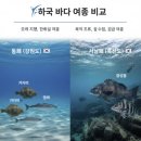 신안낚시터 | 🎯 강원도 vs 흑산도 바다낚시, 왜 꾼들은 신안 흑산도로 향할까?