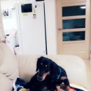 댕이의하루 이미지