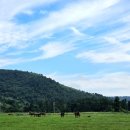 대윤목장 이미지