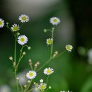 카페스토리 이미지