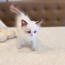 인천강아지분양 고양이분양 24시 데려가개 청라점 이미지