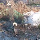 멍멍이 집 이미지