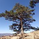 유실 우려되는 삼척 사금산 금표, 보존과 관리 필요 이미지