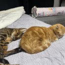 냥이는꿀꿀 이미지