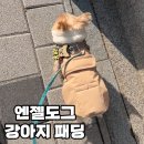 애견패딩 엔젤도그 강아지 패딩 현미팩 발열 겨울옷