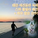 위드독애견스파풀빌라 | 태안애견풀빌라 반려견 동반 스파 펜션 위드독 다녀왔어요