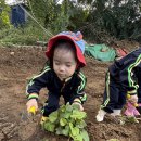 🍠폴짝 꼬마 농부의 고구마 캐기🍠 이미지