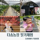 526 | [경기도/남양주]다솜농장 딸기체험 후기/서울근교/경기도아이와 딸기농장 체험 추천/체험가격/딸기...
