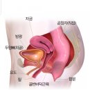 호르몬불균형에 해본 방법들 - 달맞이꽃종자유, 프로게스테론크림, 프로페민, 기타 효능 후기