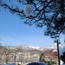 스완흑염소 이미지