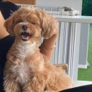 댕댕스쿨 이미지