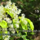 물푸레나무