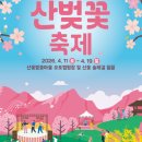 [금산 보곡산골 산벚꽃 축제] 1,000만㎡의 천연 공기청정기, 산벚꽃 아래서 즐기는 진정한 '디톡스'