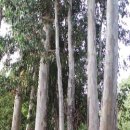 바릴로체 이미지