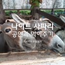치앙마이 나이트 사파리투어 타이거쇼와 프레더터프라울 트램2 좋은자리 후기
