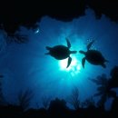 퍼니(FUNNY) 이미지