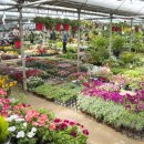 꽃다지 맞은편 이미지