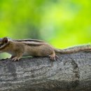 아기다람쥐 이미지