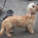 댄디농장 이미지