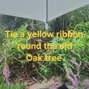 Tie a yellow ribbon 'round the old oak tree 이미지
