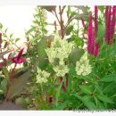 계두농장 이미지