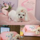 나나 펫 살롱 이미지