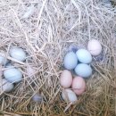 청계복지농장 이미지