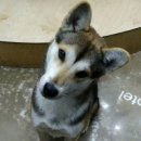 VIP동물의료센터 서초동작점 이미지