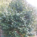 석전농장 이미지