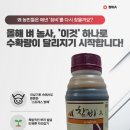 초보 농부도 풍년 만드는 벼 영양제! 신젠타 '참비' 작물활성제 특징과 솔직 장점 후기