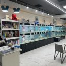 리얼독스 강아지분양 일산본점 이미지