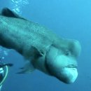발견된 물고기 중 가장 못생긴 물고기 ‘슈렉’ 이미지