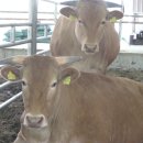 차오름한우농장 이미지