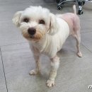 헬릭스동물심장수술센터 이미지