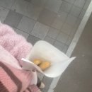 보조개강쥐 네이버블로그