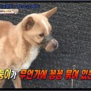 동물농장 이미지