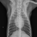 워너비 동물병원 이미지