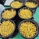 보훈회관 앞 교통섬 | 파주 볼거리 먹거리 금촌5일장 주차꿀팁 방문후기 장날 크리스마스트리 연말분위기 1일과 6일 운영시간