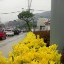 김희성 농장 Daum카페