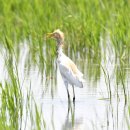 호곡리의 황로(Eastern cattle egret) 이미지